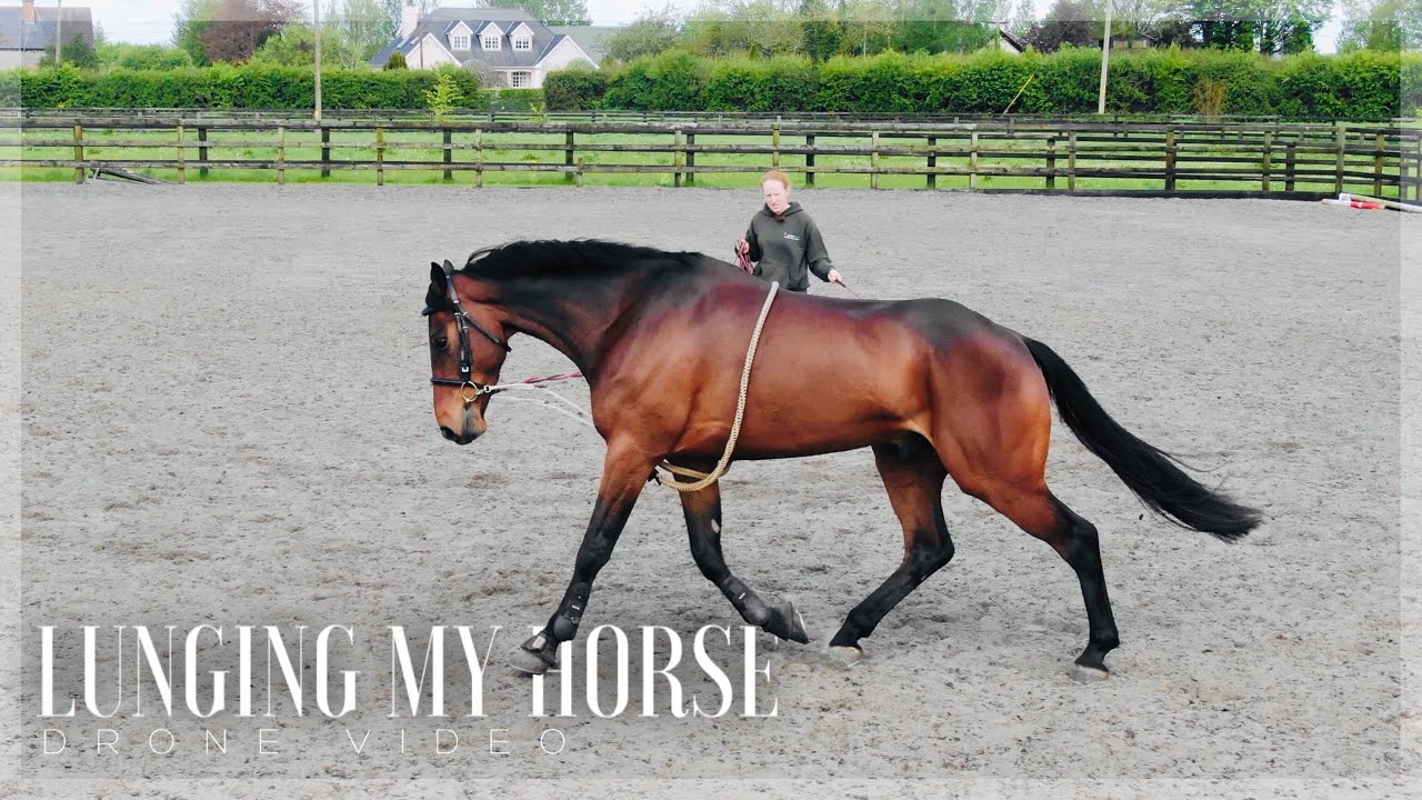 LUNGING MY HORSE Drone Video YouTube