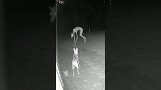 Just when you thought it was over... another encounter! 😨 Is this the best CGI out there?
