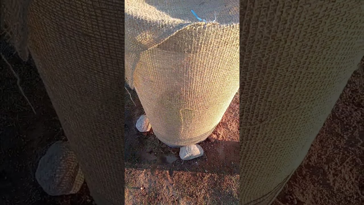 Ram Fam 2000 Mini Homestead - Post Oct 2025 rains - Blessings