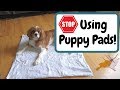 Stop Using Puppy Pads (For Faster Potty Training)