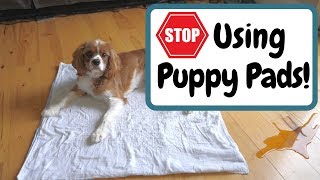Stop Using Puppy Pads (For Faster Potty Training)