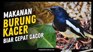 8 Pakan BURUNG KACER Biar Cepat GACOR dan Bernutrisi Tinggi!!