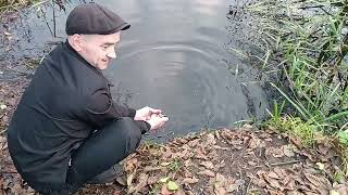 картинка: Добровольное зарыбление прудов карпом
