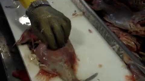 How to Fillet: Orange Roughy - Tips and Techniques by Knifetechnz