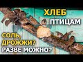 Можно ли птиц кормить хлебом? / Отвечать будут воробьи