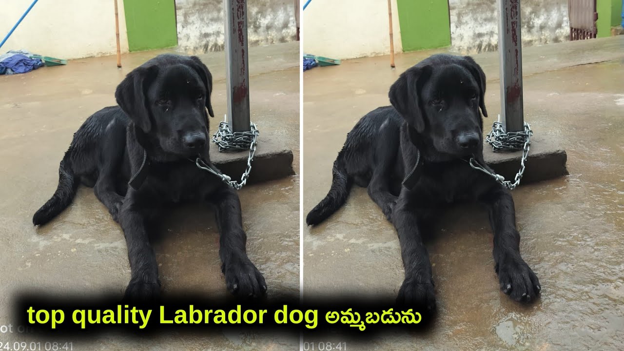 top quality Labrador dog for sale in telugu/ 99516 26889 /aj pets