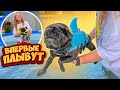 БАКС и ФУНТ Впервые ПЛАВАЮТ в БАССЕЙНЕ!💦 Мопсы Купаются В ВОДЕ!😍