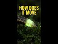 Firefly — Abdominal Bioluminescent Cell