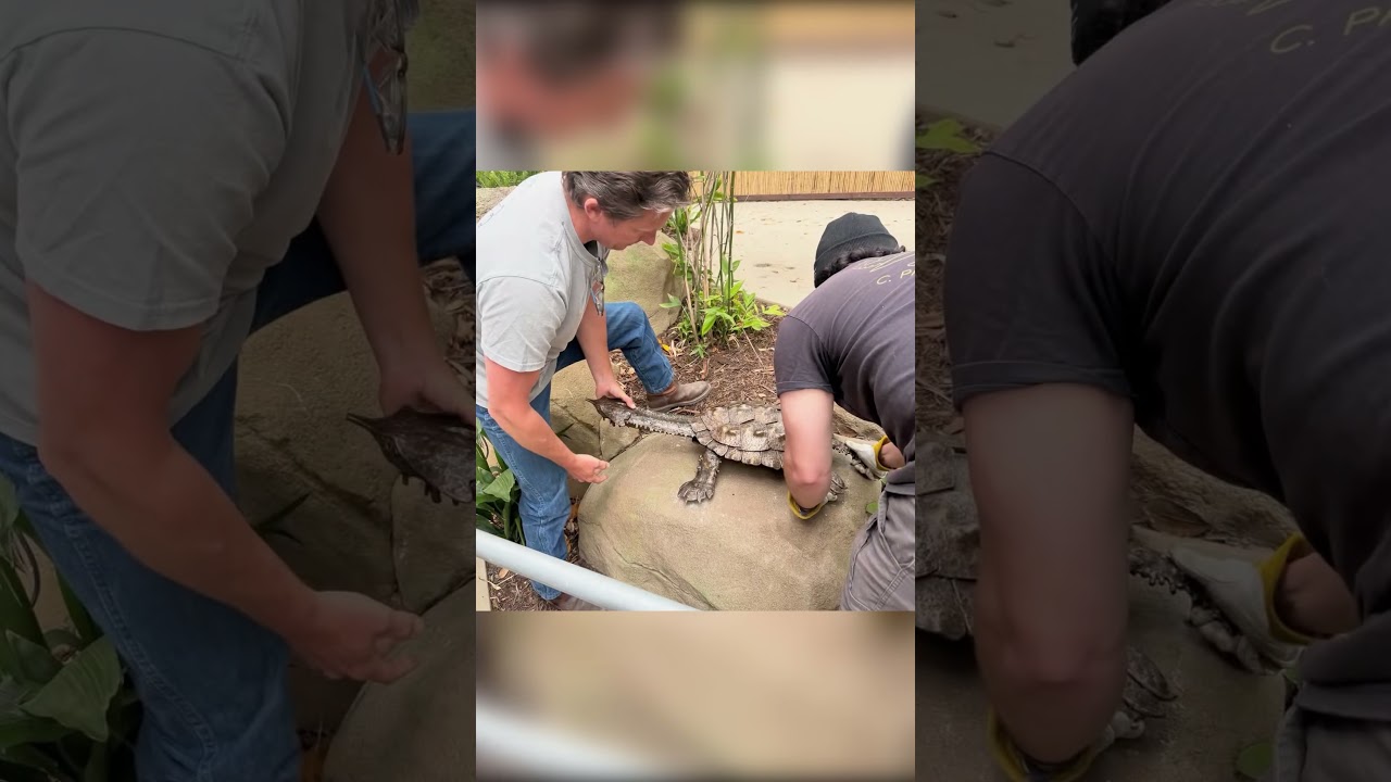 It was fun installing sculptures of Amazonian species at @thesantaanazoo ‘s new River’s Edge Habitat