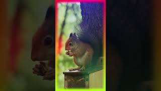 Squirrel Eating in forest shortvideo shorts