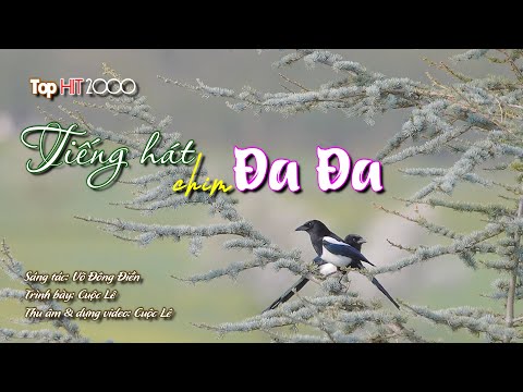 Tình khúc TOP HIT 2000 | TIẾNG HÁT CHIM ĐA ĐA | Cuộc Lê