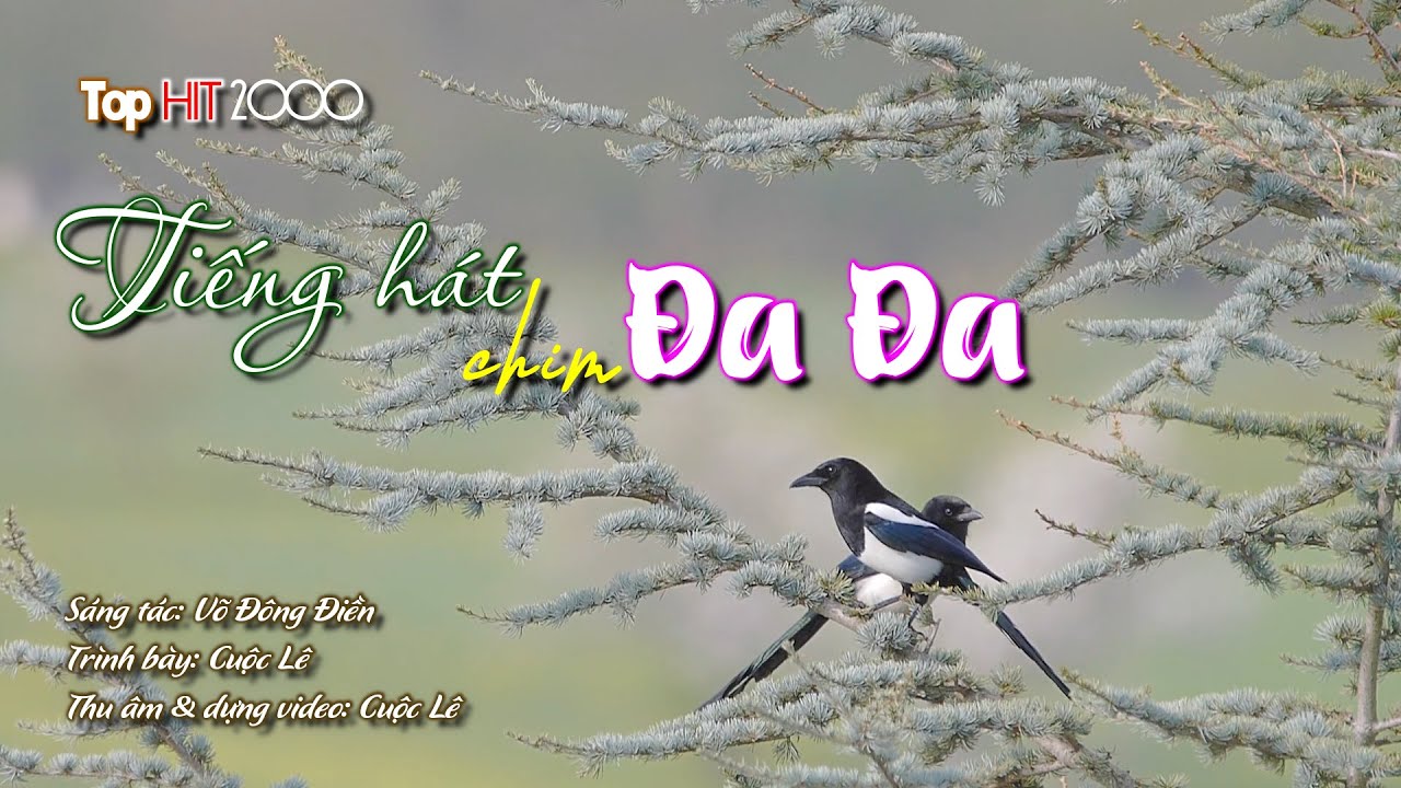 Tình khúc TOP HIT 2000 | TIẾNG HÁT CHIM ĐA ĐA | Cuộc Lê