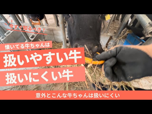 牛ちゃん♡2本おまとめ　　　　　　　　　　　　HAMNETT　Felisi 懐いてる牛ちゃん扱いやすい？ - YouTube