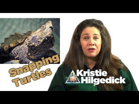Snapping Turtles - AskMDC