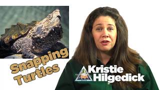 Snapping Turtles - AskMDC