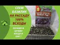 Базилик - сеем семена на рассаду / Как и когда сеять/ Условия выращивания в домашних условиях