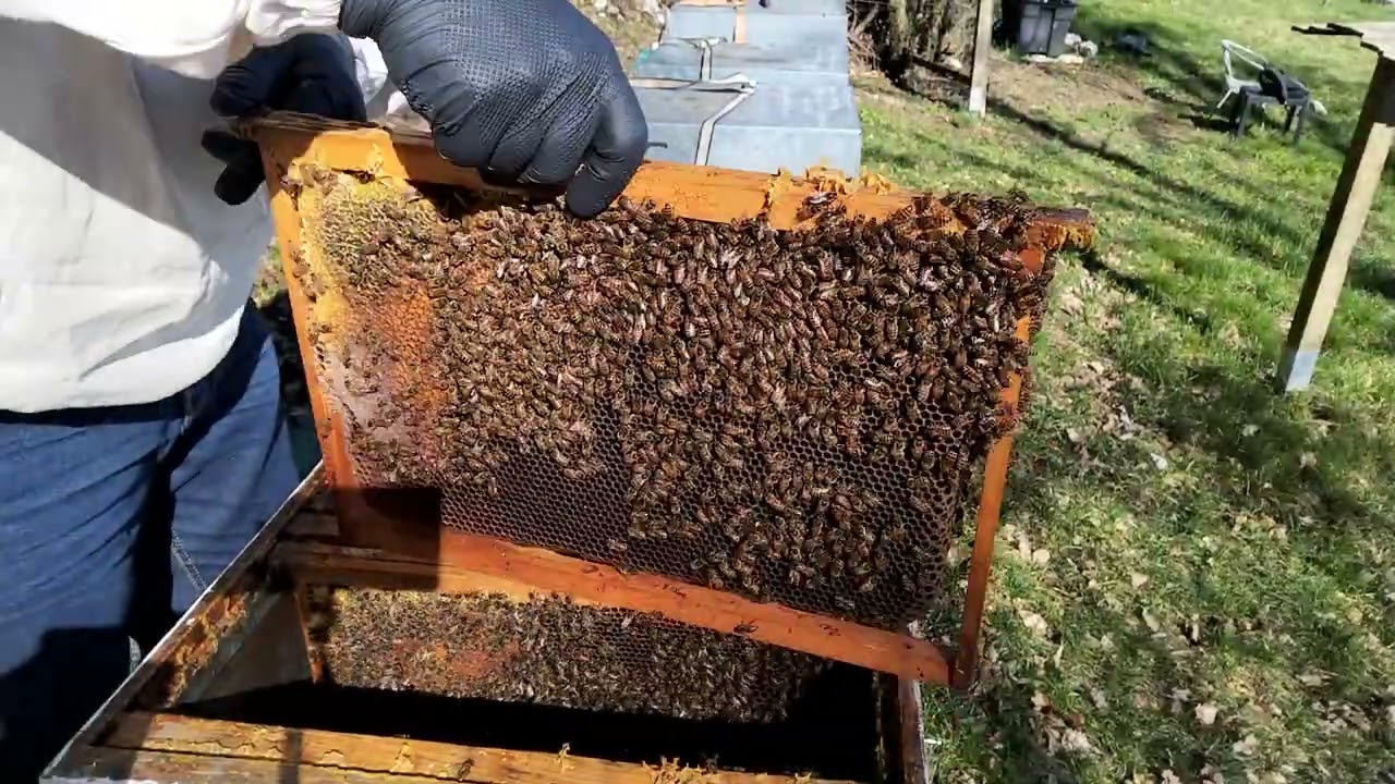 25/02/2026g. Sužavanje plodišta, kontrola količine hrane i utopljavanje pčelica.(Sen.2 video.3)