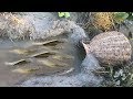 Viral Fishing Video New 2017, Amazing Deep Hole Trap