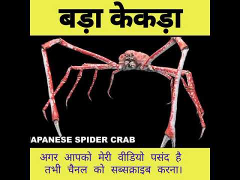 वीडियो: आपके मित्र आपको नीचे की ओर खींच रहे हैं। या केकड़ा बाल्टी घटना