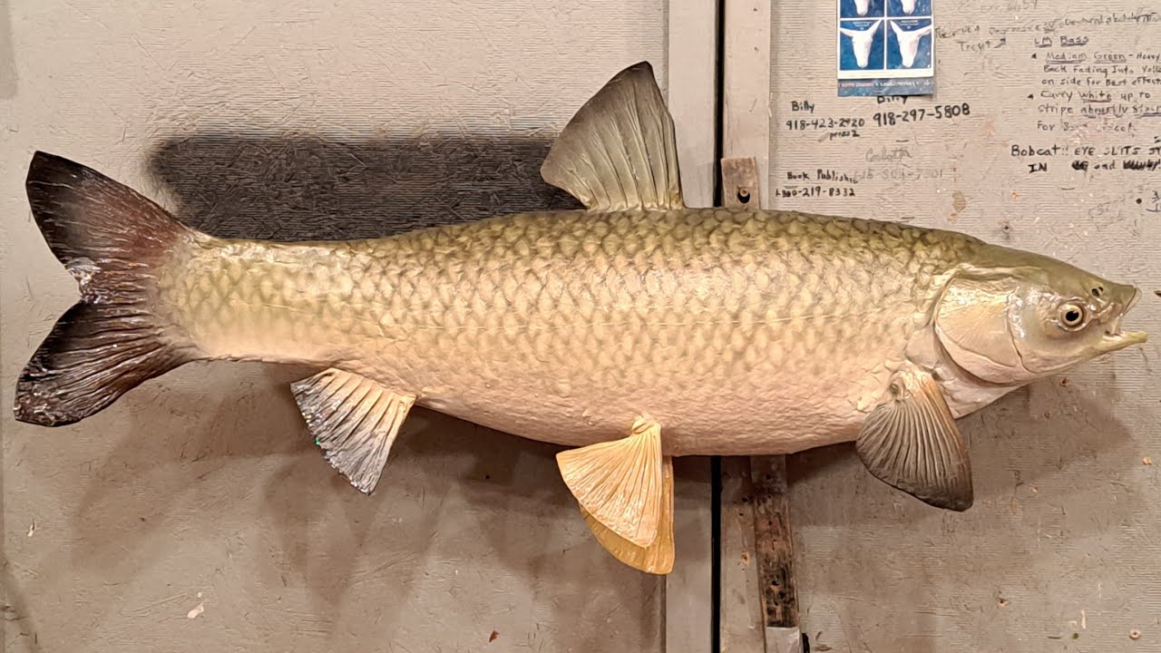 How to Mount a Grass Carp(White Amur)AZ YouTube