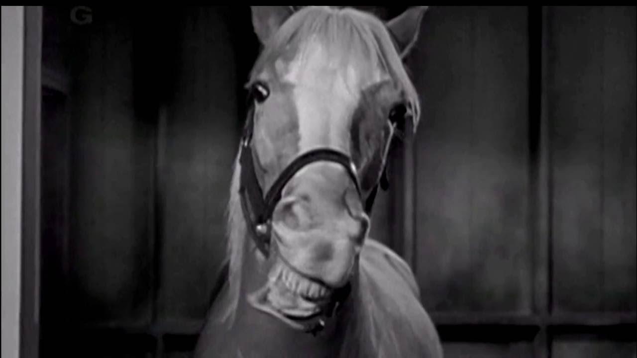 Mister Ed Season 1 Intro YouTube