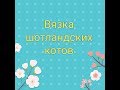 Вязка шотландских котов. Наша кошка вернулась домой!