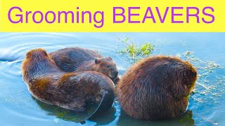 How Do Beavers Oil and Groom Their Fur?  Watch and Learn