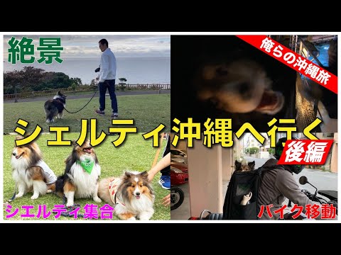 【シェルティ】俺たちの旅第2弾!沖縄後編!愛犬と沖縄観光満喫!シェルティ会にも参加!鍾乳洞!おきなわワールド!知念岬!最高の旅の完結