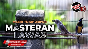🔴Kombinasi Masteran Pukul dan Roll Tembak Cucak Cungkok Gacor vs Srigunting Nembak Panjang