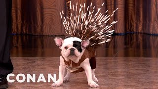 All-New Dog Breeds From American Kennel Club - CONAN on TBS