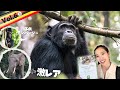 【野生のチンパンジーについて行く!】絶滅危惧種マルミミゾウともまさかの対面!VLOG6