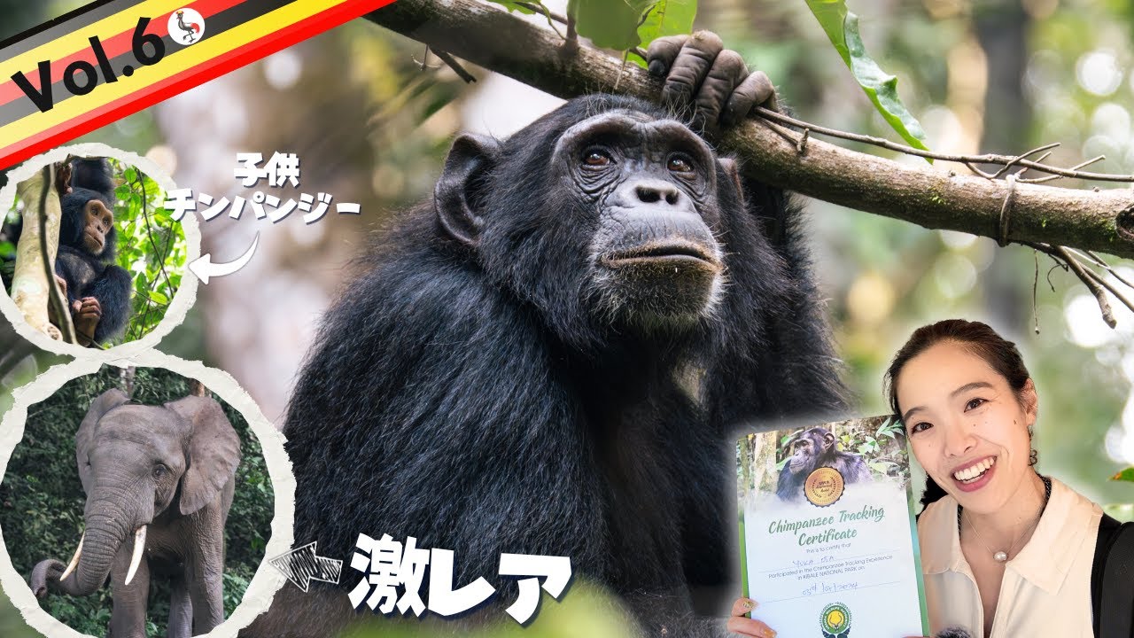 Following wild chimpanzees!] An unexpected encounter with the