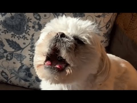 Video: Road Trip For Good: de 7 beste dingen om te doen met je hond in New York