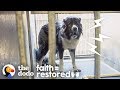 Watch What Happens When a Woman Tries to Befriend This Aggressive Dog | The Dodo Faith = Restored