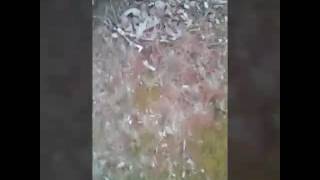 Rosining your bull rope simple and easy