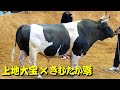 上地大宝（現：基大宝琥鉄アヨー）ｘきむたか零 2019.3.31　 【沖縄闘牛】
