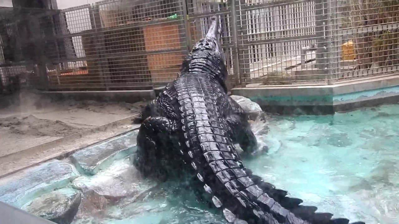 超早食い 体長4m超マレーガビアル テン の食事 とべ動物園にて Youtube 超早食い 体長4m超マレーガビアル テン の食事 とべ動物園にて Youtube