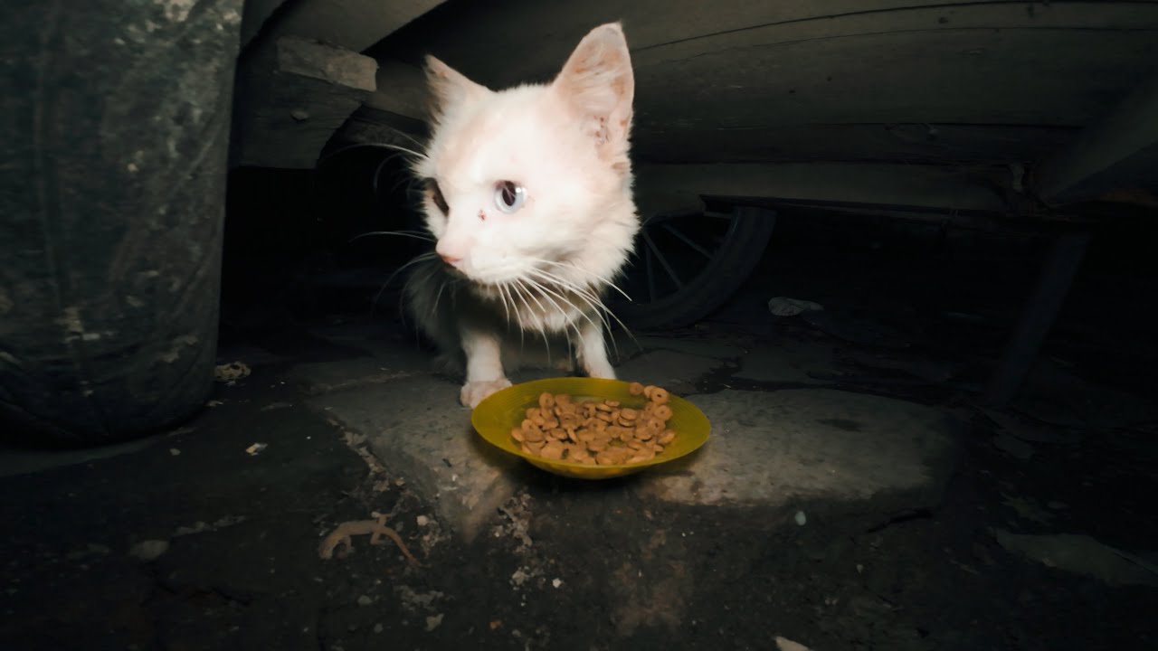 A Scared White Cat Hiding Under a Cart