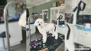 Labradoodle grooming workshop: matted Doodle Charlie by Wanda Klomp 163 views 9 months ago 2 minutes, 25 seconds