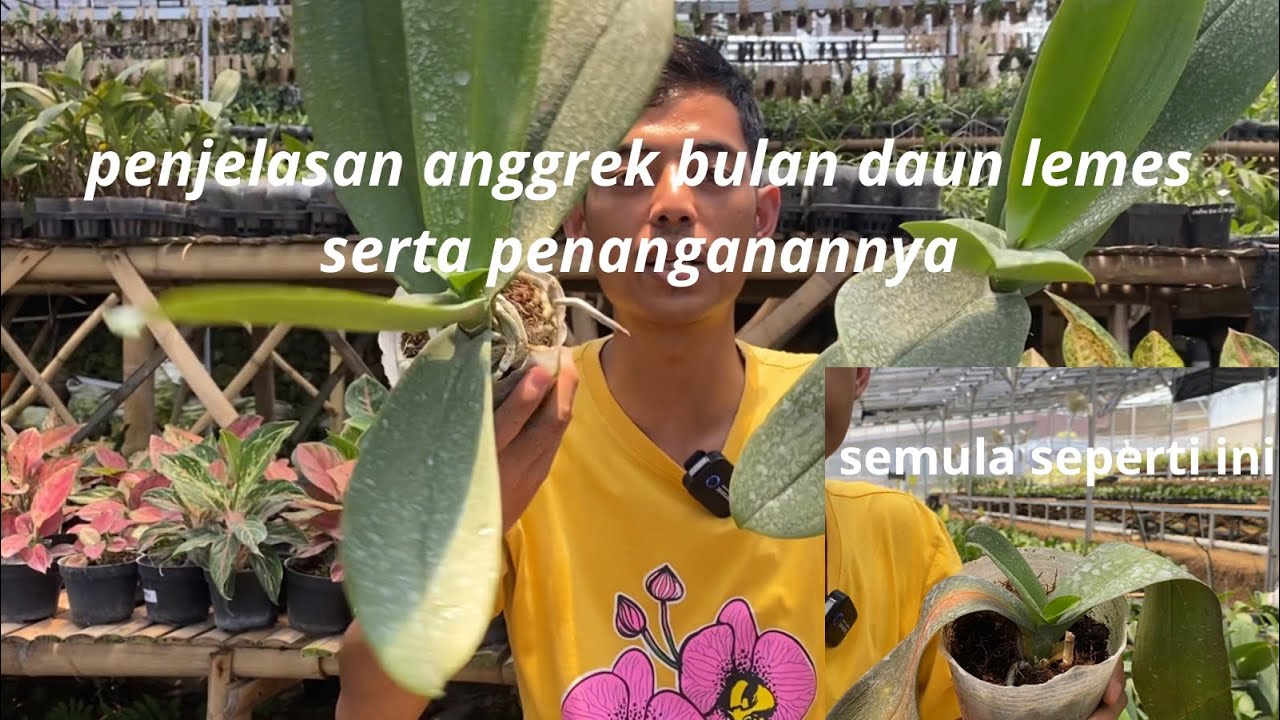 Sedikit penjelasan anggrek bulan yang daunnya layu dan cara mengatasinya
