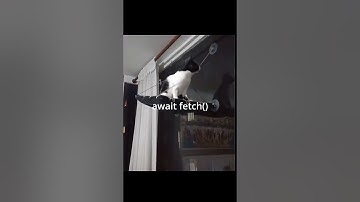 the event loop #coding #programming #javascript #python