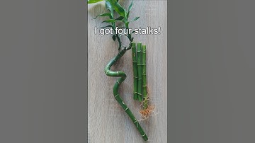 🌿 How To Propagate Lucky Bamboo In Water 🌿| Easy Lucky Bamboo propagation | How to cut Lucky Bamboo