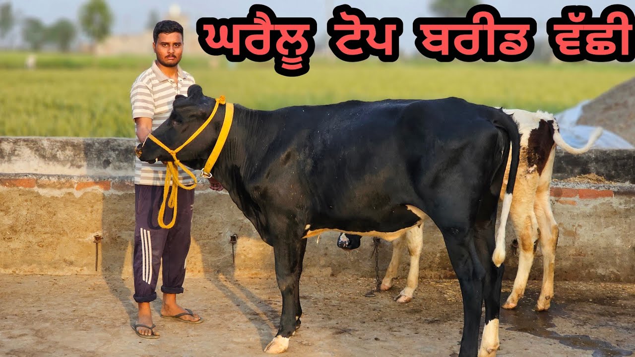 ਘਰੈਲੂ ਪਰਿਵਾਰ ਕੋਲ ਤਿੰਨ ਜਾਨਵਰ ਖੀਰੀ ਵੱਛੀ ਟੋਪ ਬਰੀਡ ਤੋਕੜ ਵਹਿੜ ਦੁੱਧ 6 ਕਿਲੋ ਭਾਅ ਵਿੱਚ ਮਿਤੀ 7-3-2026