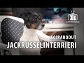 Koirat: Jackrusselinterrierin kasvattaja