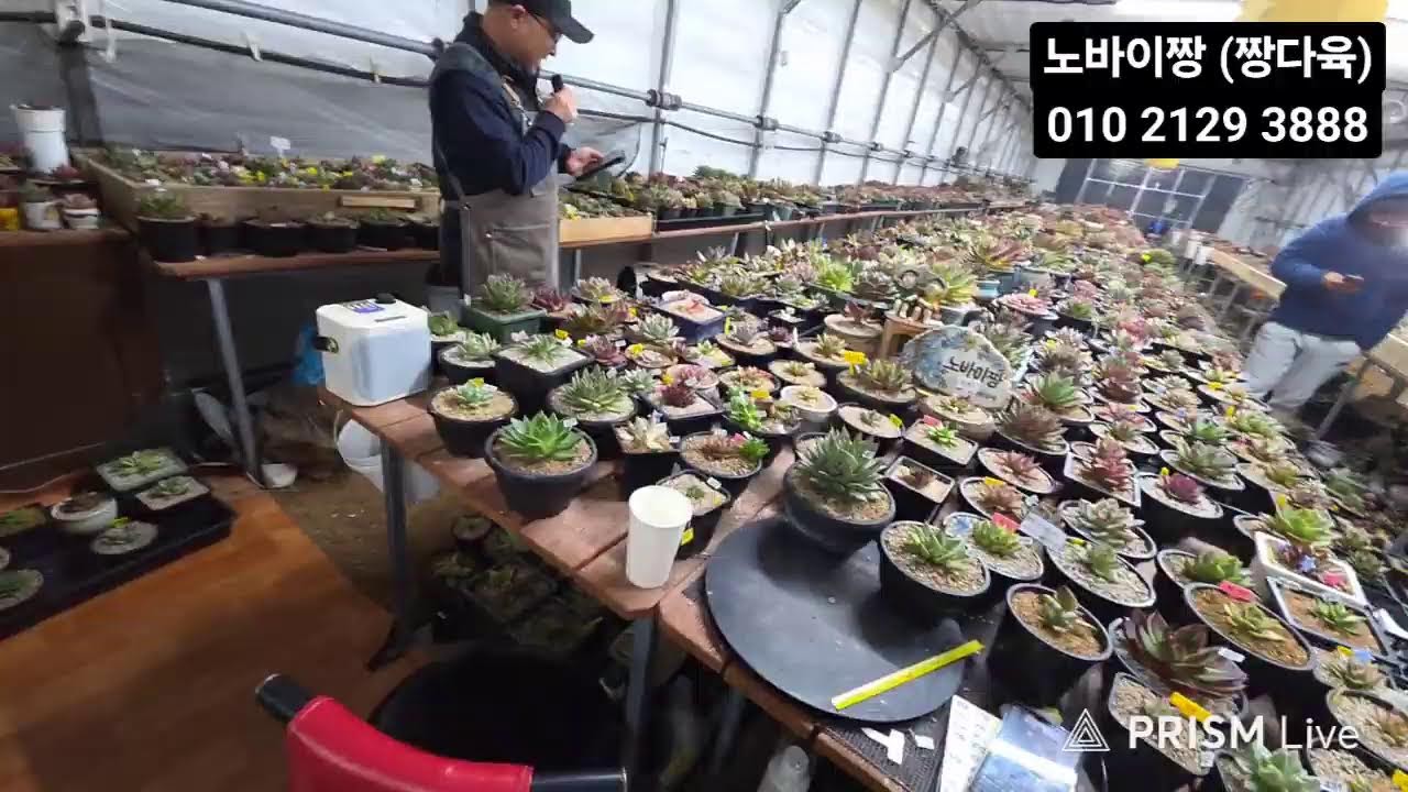 노바이짱다육#상왕녹금#넘버원#팔색조색금#황연금#창금##청개구리#BTS#색금#녹금#힐링타임 함께해요 ♡