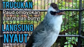 TRUCUKAN Ombyokan,paud,liar,malas BUNYI seketika NYAUT dengar PANCINGAN Suara trucukan GACOR ROPEL !