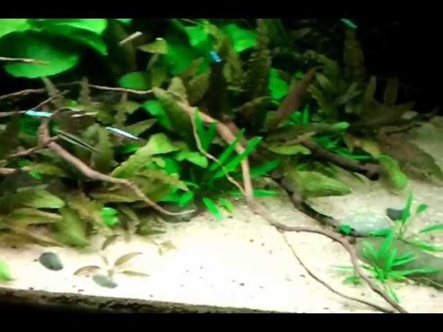 Aquarium LED-verlichting: voordelen & tips bij aanschaf! Aquarium LED-verlichting: voordelen & tips bij aanschaf!