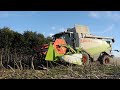 HD | Moisson Tournesol 2015 Lexion 560 et V750