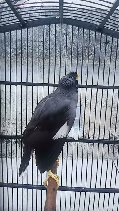burung jalak kebo ngomong (kopi pak)