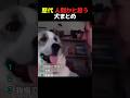 歴代 人間かと思う犬まとめ